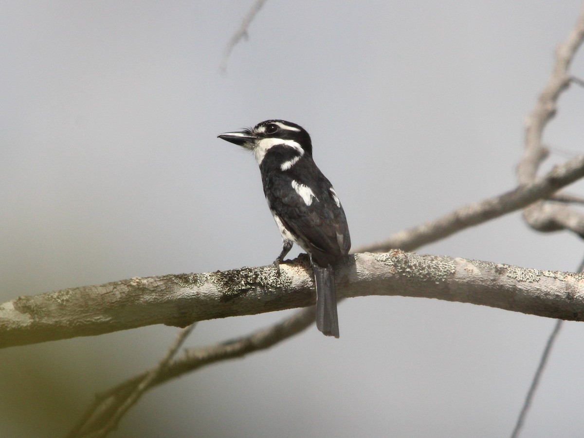 シロクロオオガシラ - ML643877555