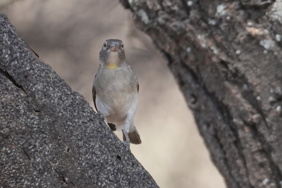 Yellow-spotted Bush Sparrow - ML643877568