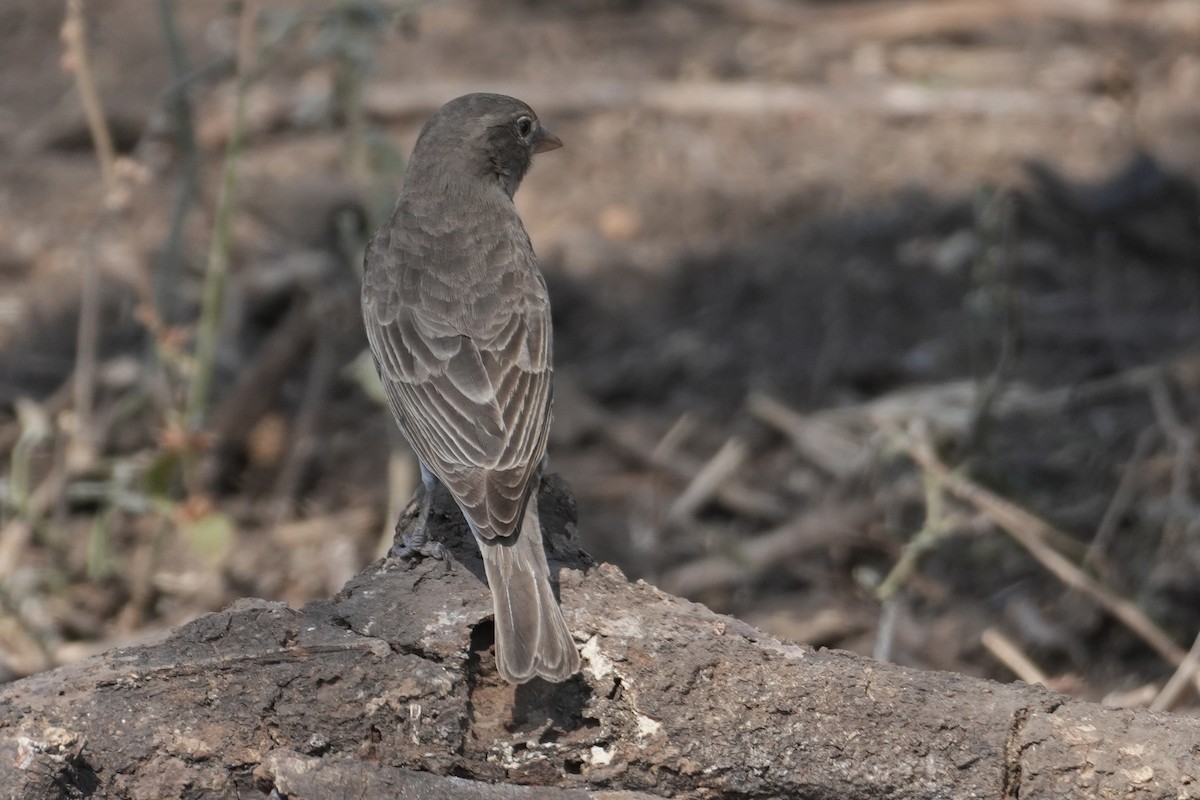 Yellow-spotted Bush Sparrow - ML643877569