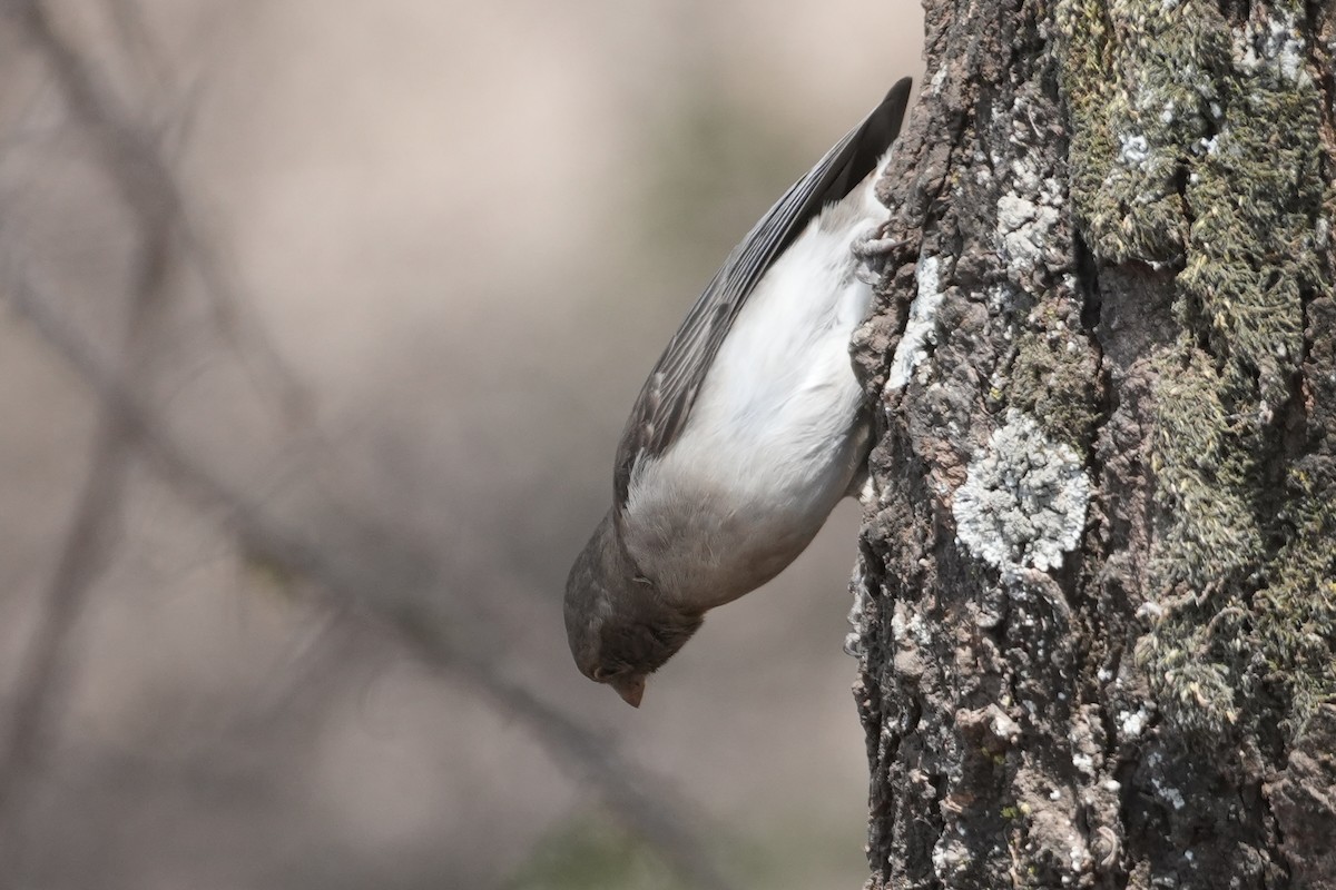 Yellow-spotted Bush Sparrow - ML643877570