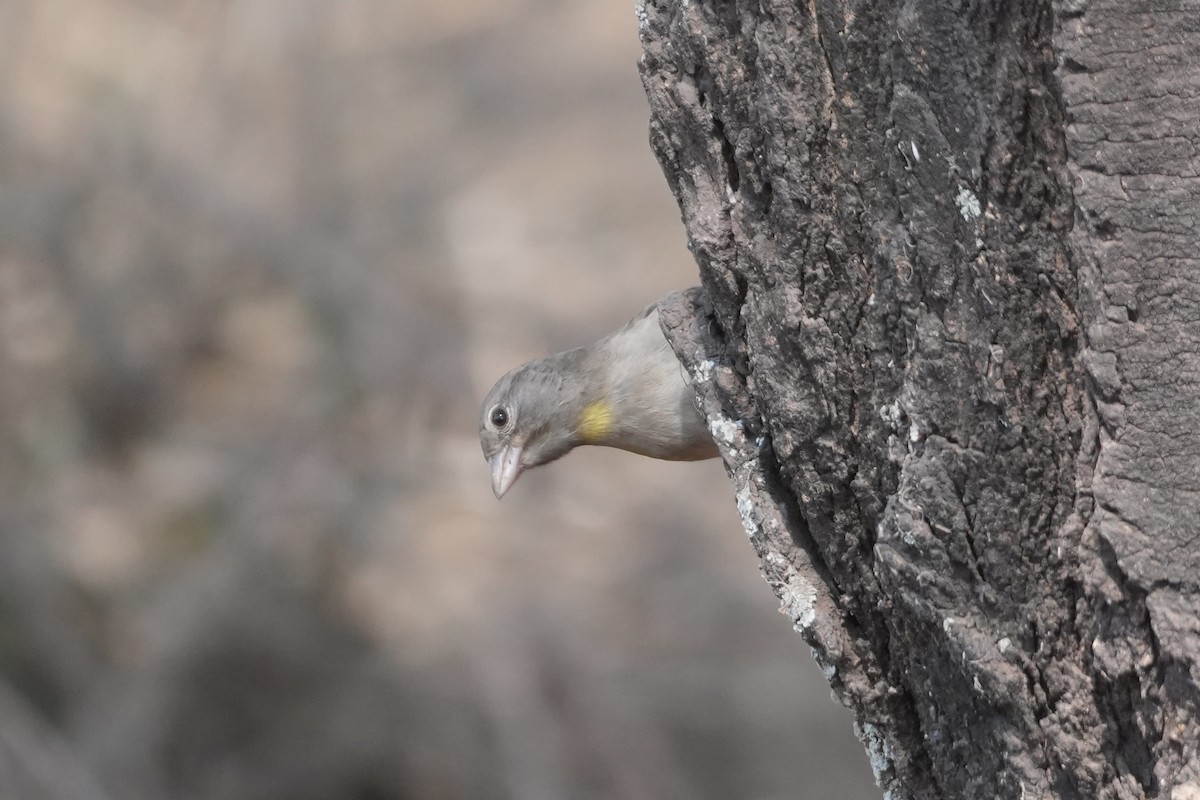 Yellow-spotted Bush Sparrow - ML643877571