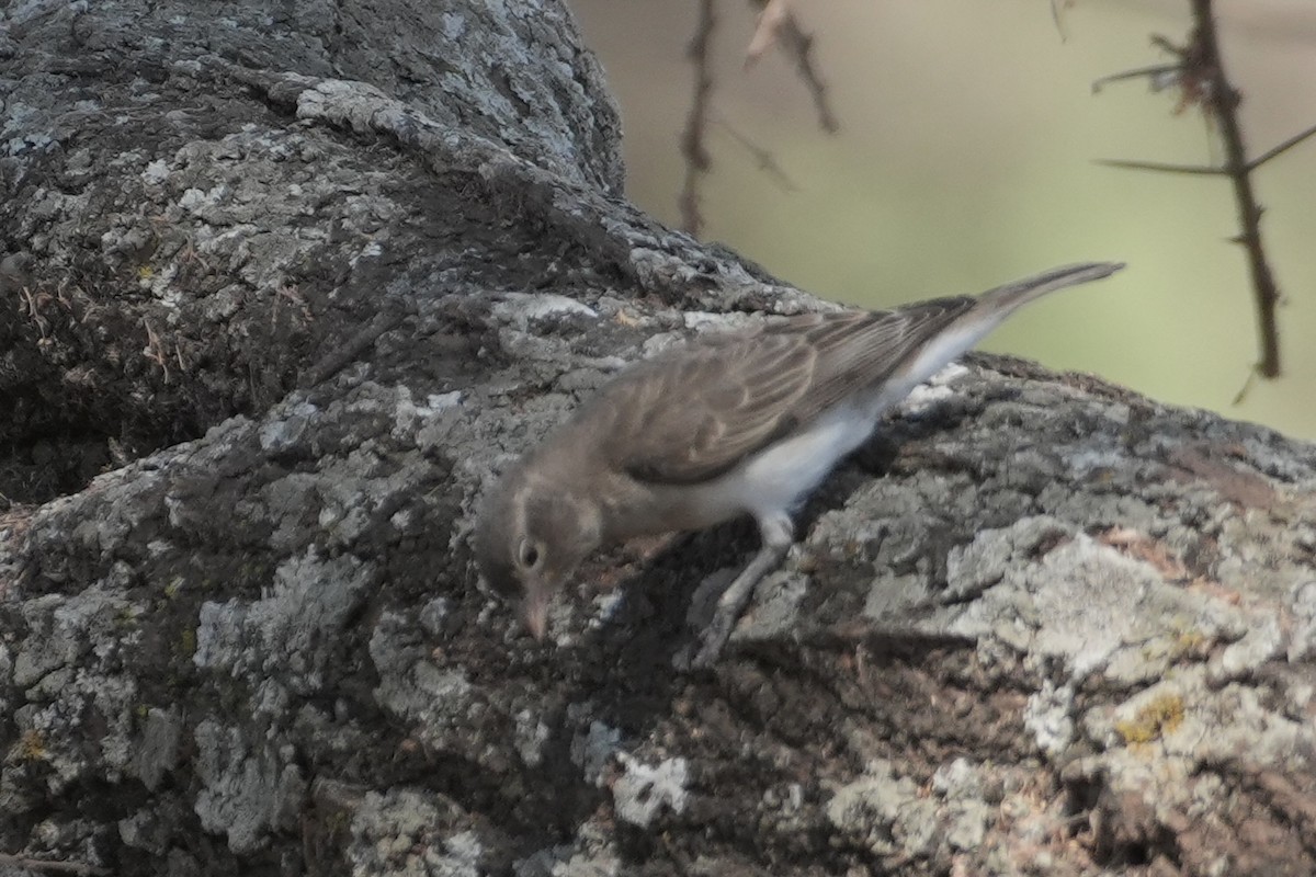 Yellow-spotted Bush Sparrow - ML643877572