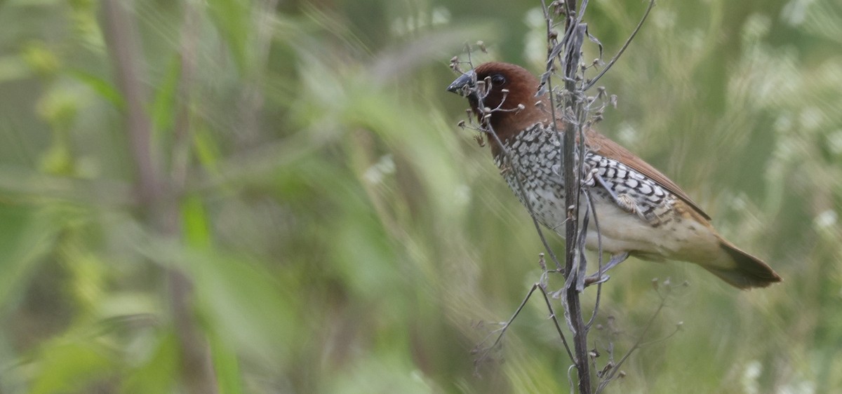 Scaly-breasted Munia - ML643877574