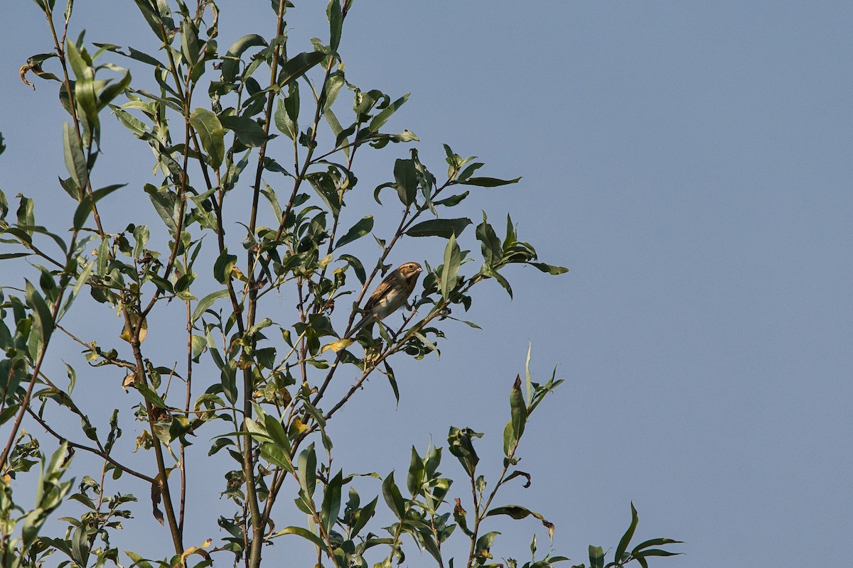 Reed Bunting - ML643877601