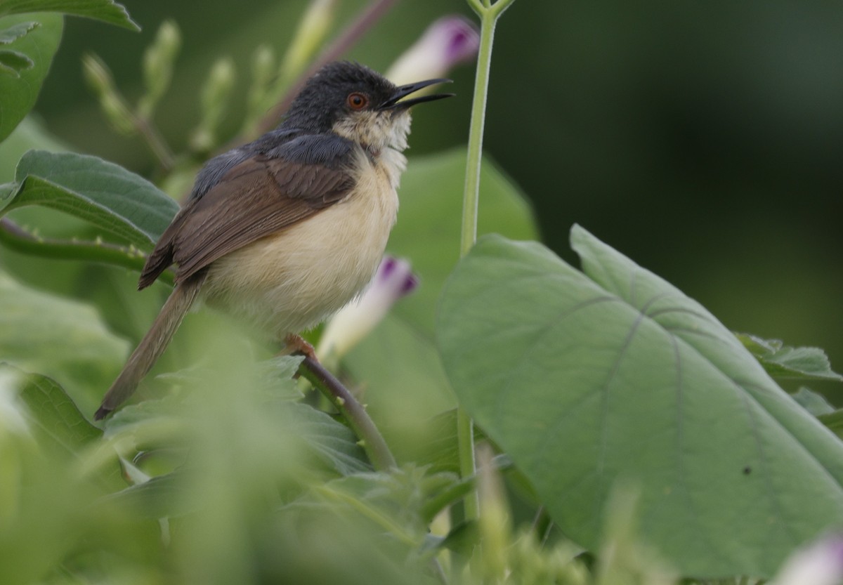 Ashy Prinia - ML643877624