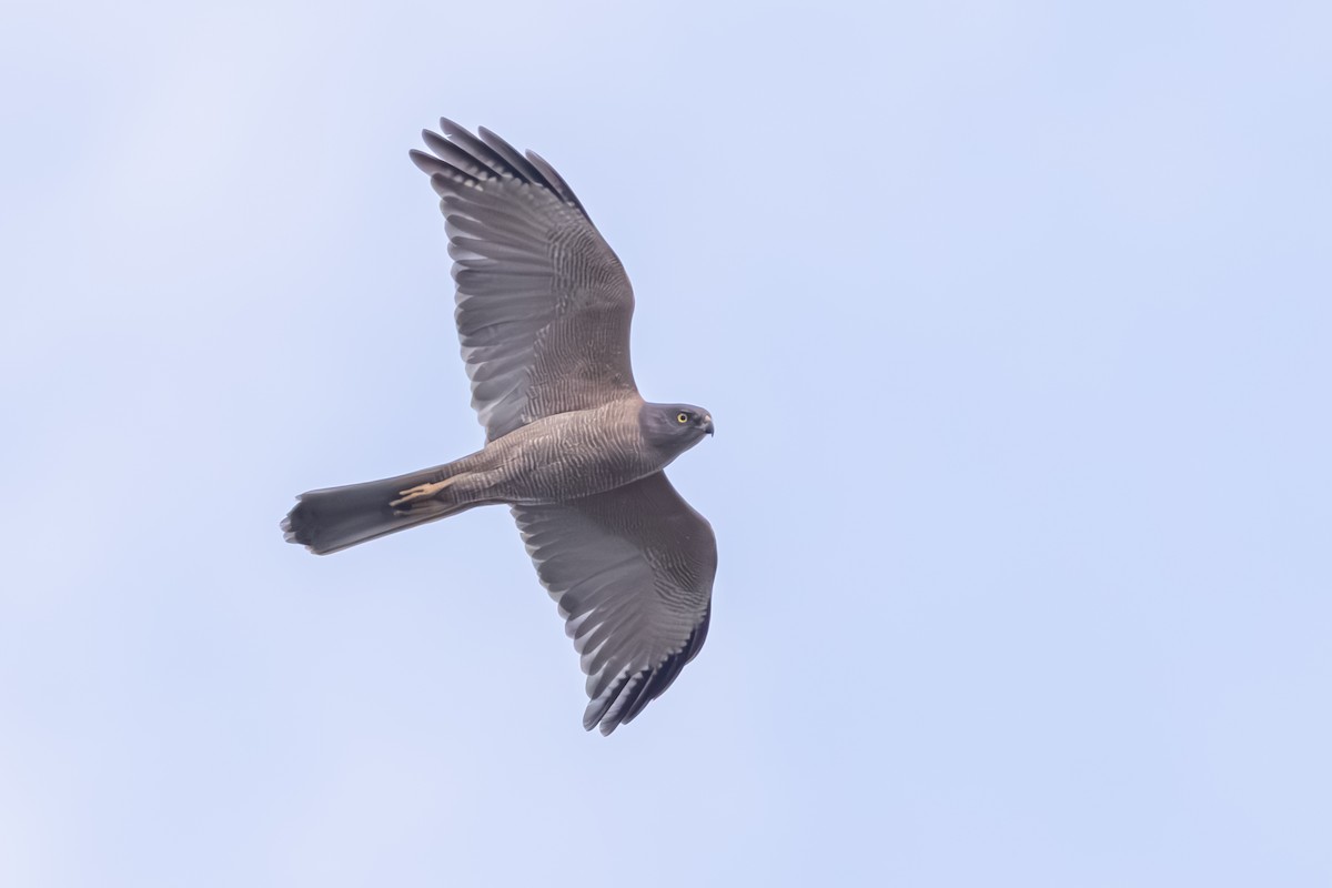 Brown Goshawk - ML643877626