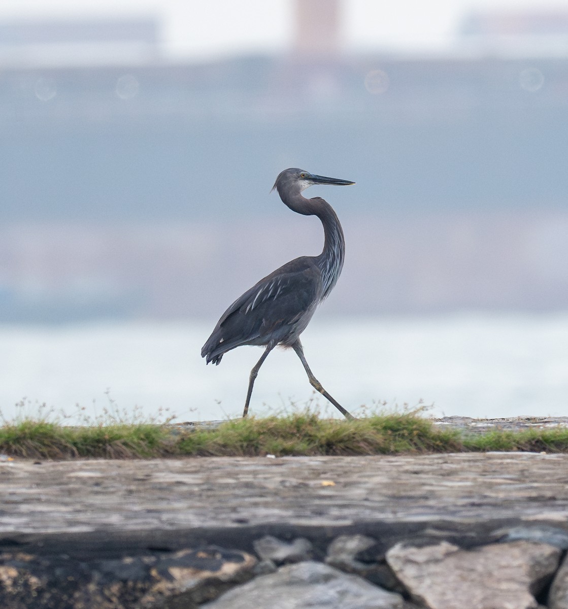 Great-billed Heron - ML643877627