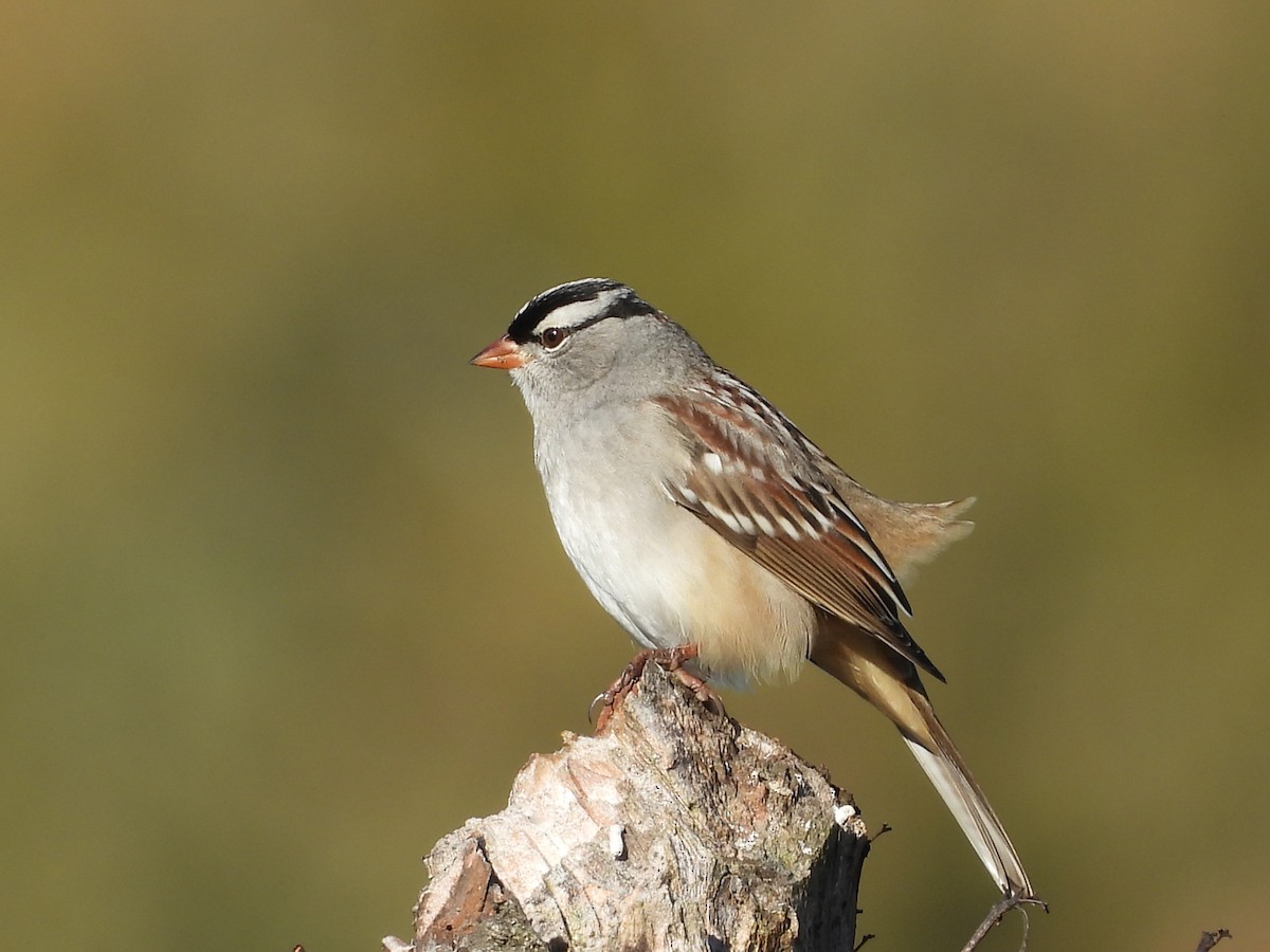 White-crowned Sparrow - ML643877635