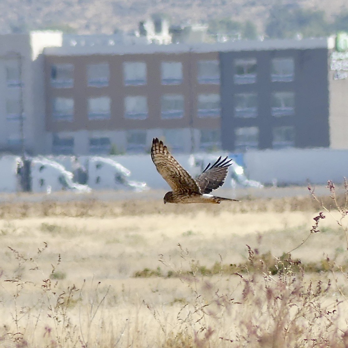 Northern Harrier - ML643877650