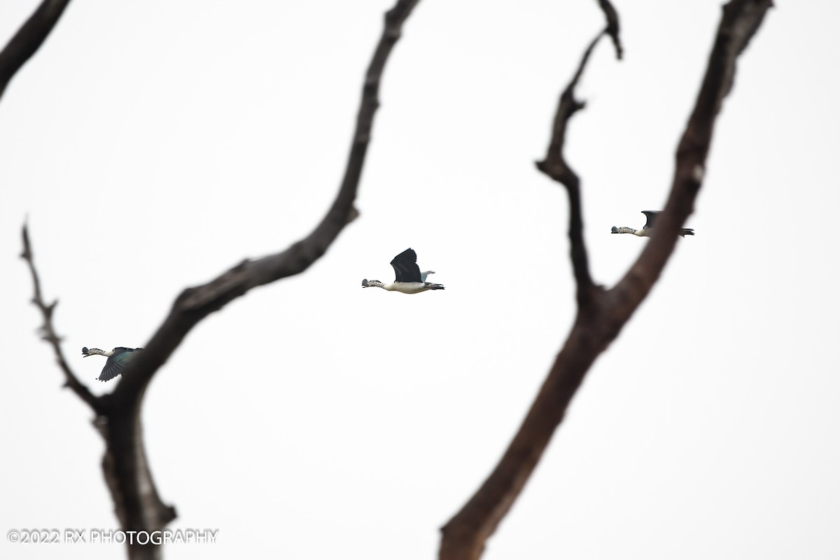 Knob-billed Duck - ML643877652