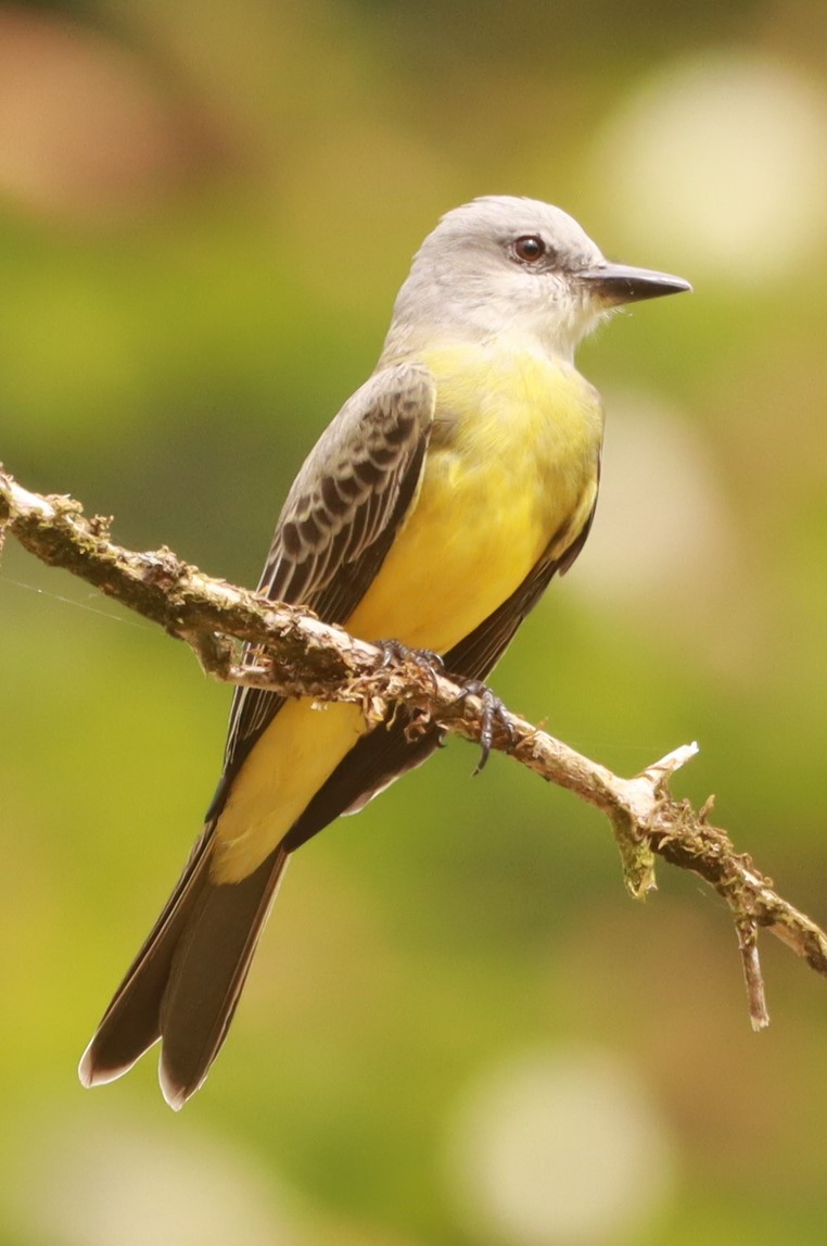 Tropical Kingbird - ML643877654