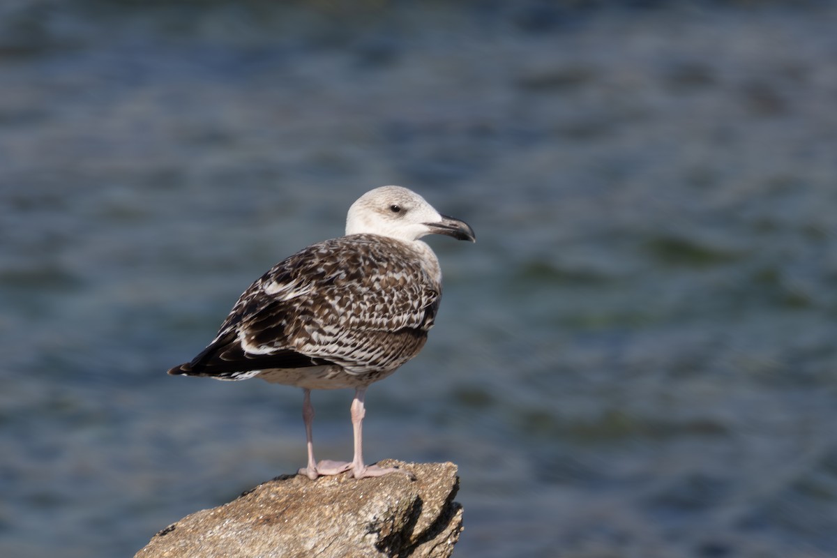Great Black-backed Gull - ML643877665