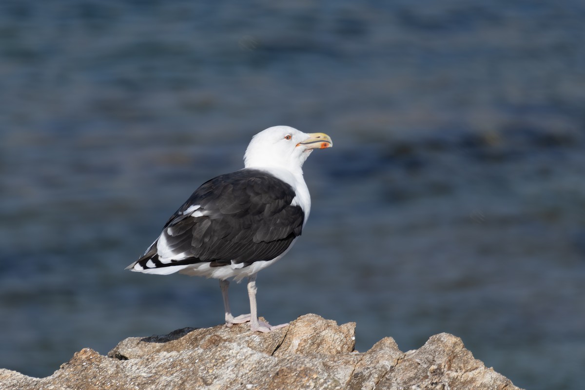 Great Black-backed Gull - ML643877666