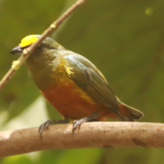 Olive-backed Euphonia - ML643877668