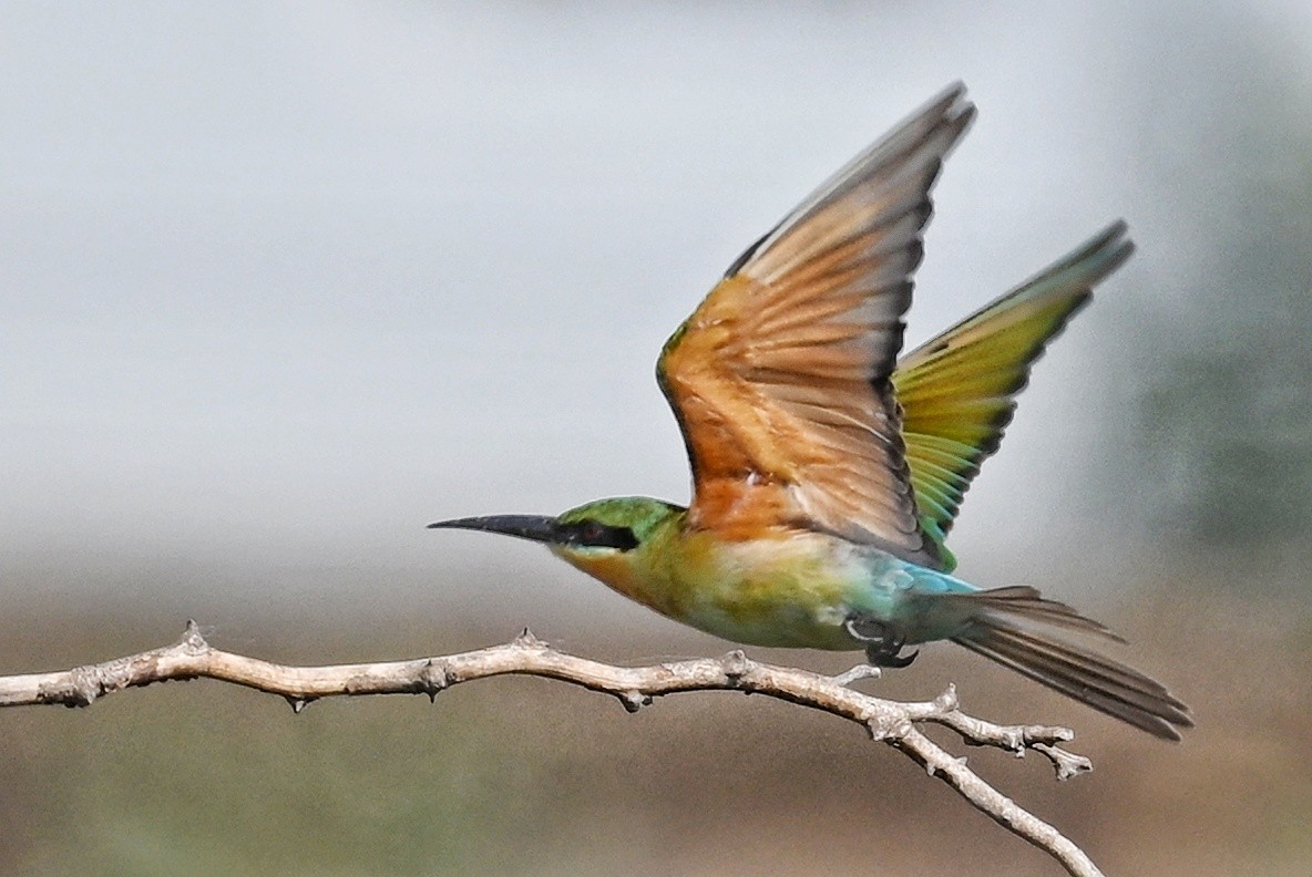 Blue-tailed Bee-eater - ML643877678