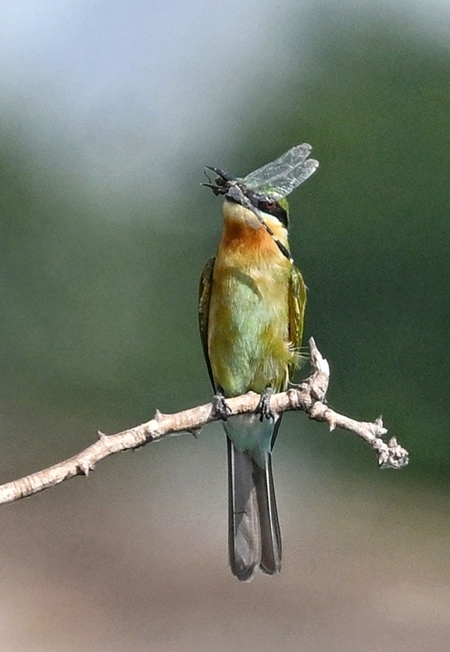 Blue-tailed Bee-eater - ML643877679