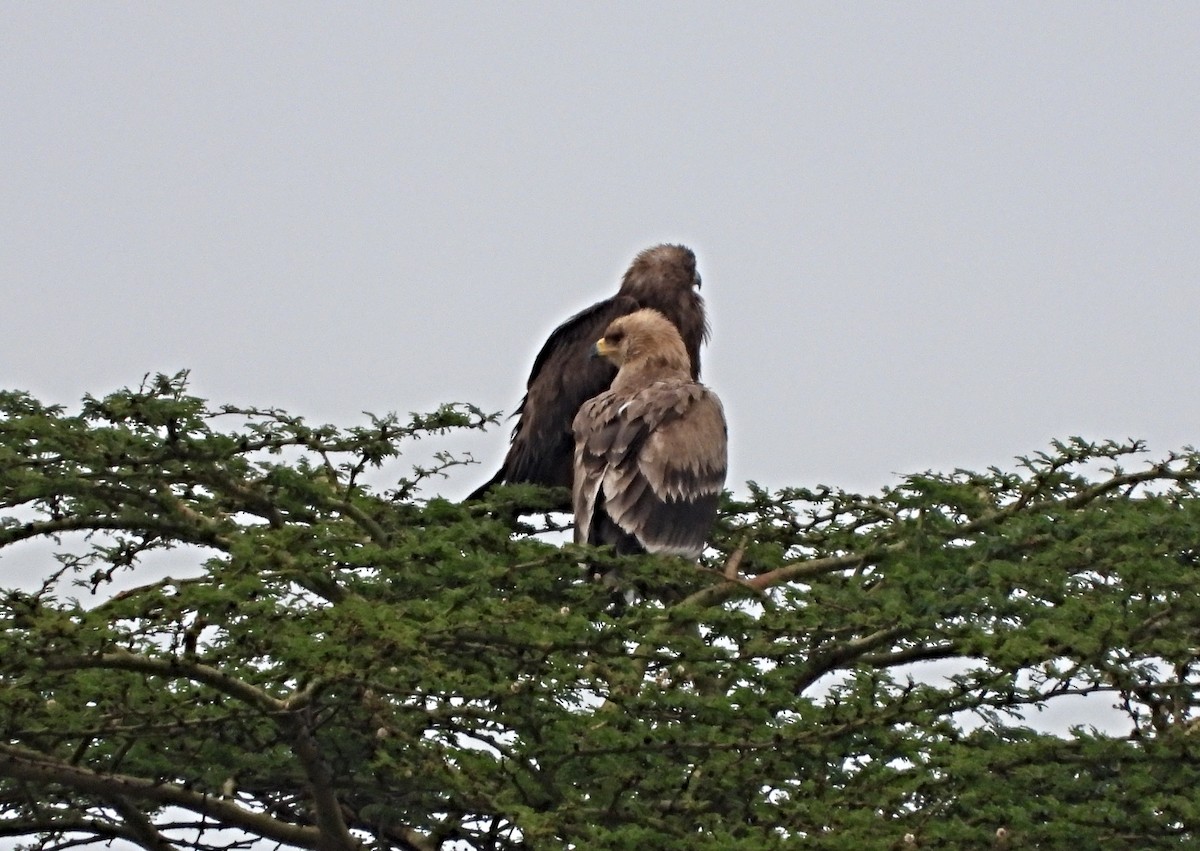 Tawny Eagle - ML643877686