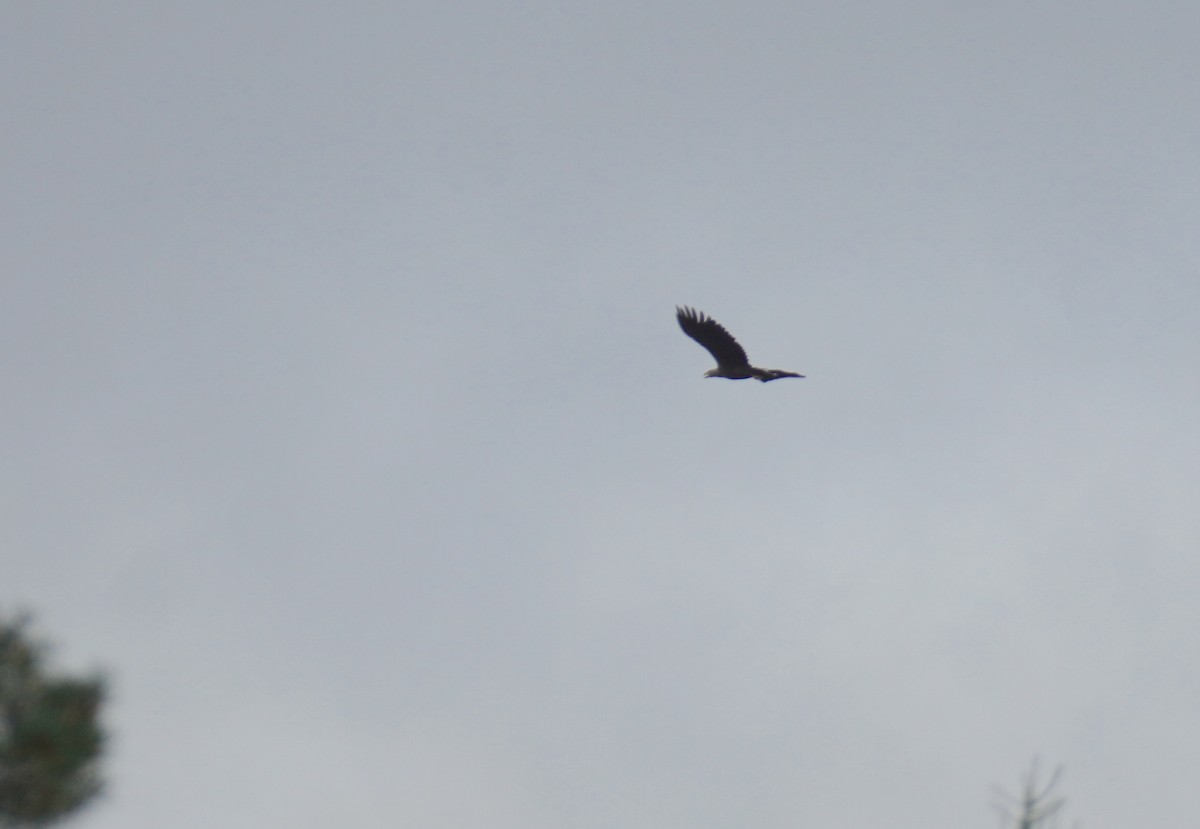 White-tailed Eagle - ML643877694