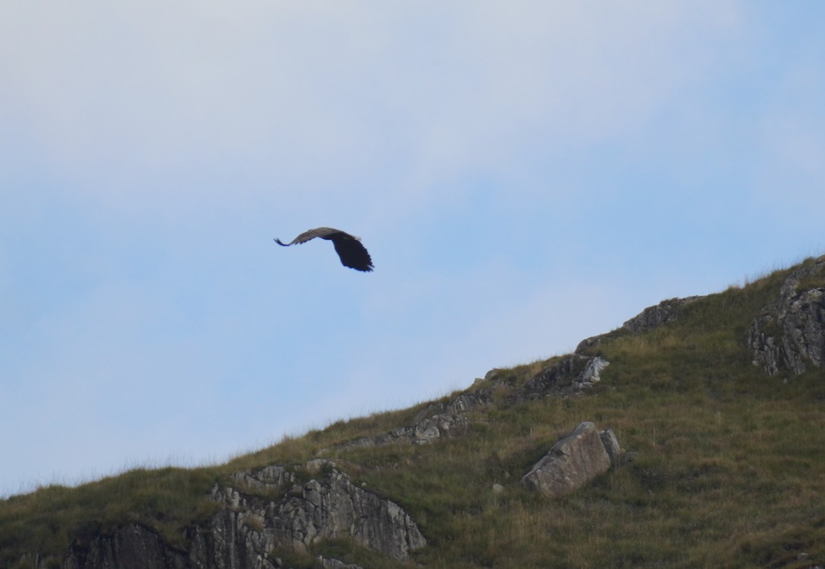 White-tailed Eagle - ML643877695