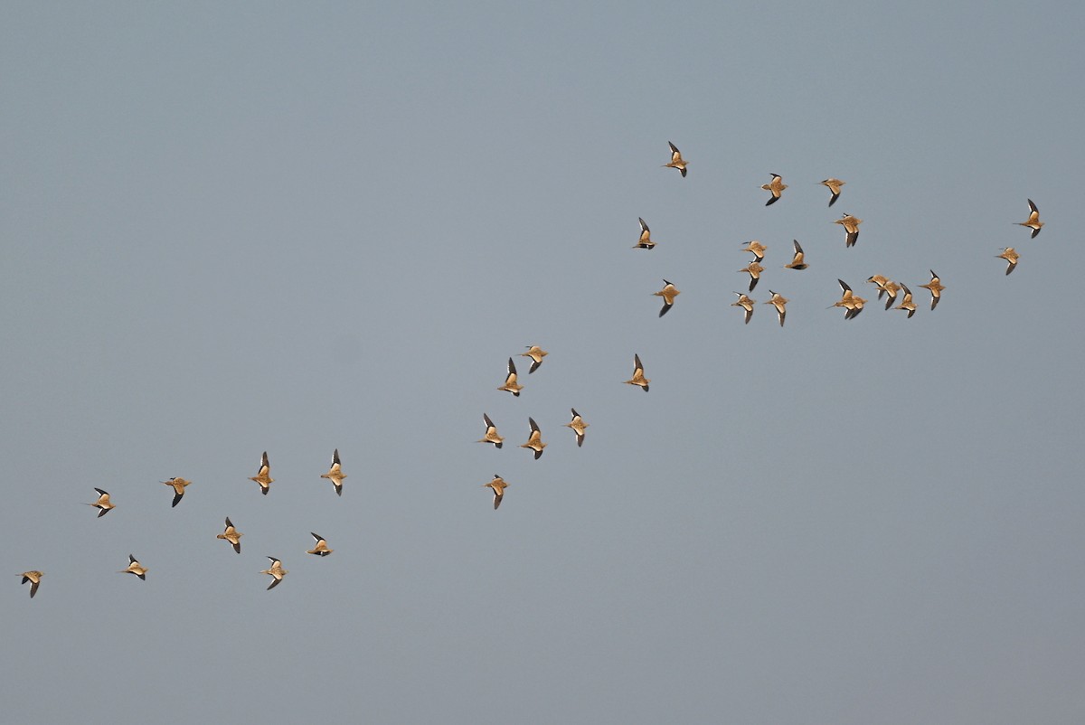 Chestnut-bellied Sandgrouse - ML643877696