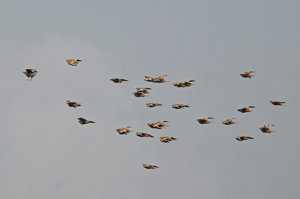 Chestnut-bellied Sandgrouse - ML643877697