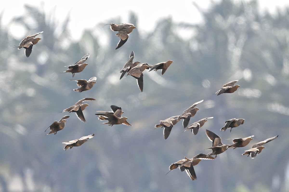Chestnut-bellied Sandgrouse - ML643877698