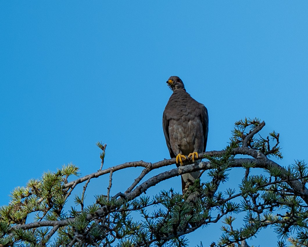 Band-tailed Pigeon - ML643877703