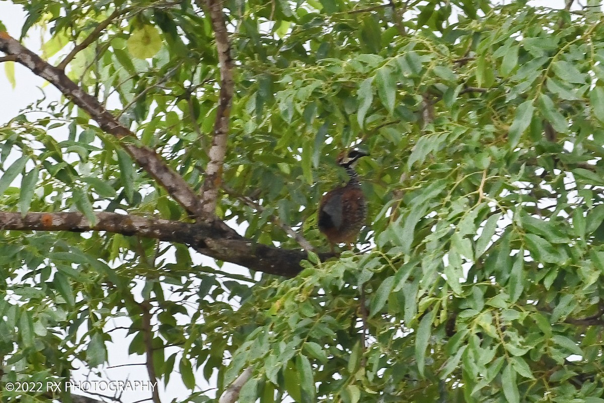 Perlfrankolin - ML643877710