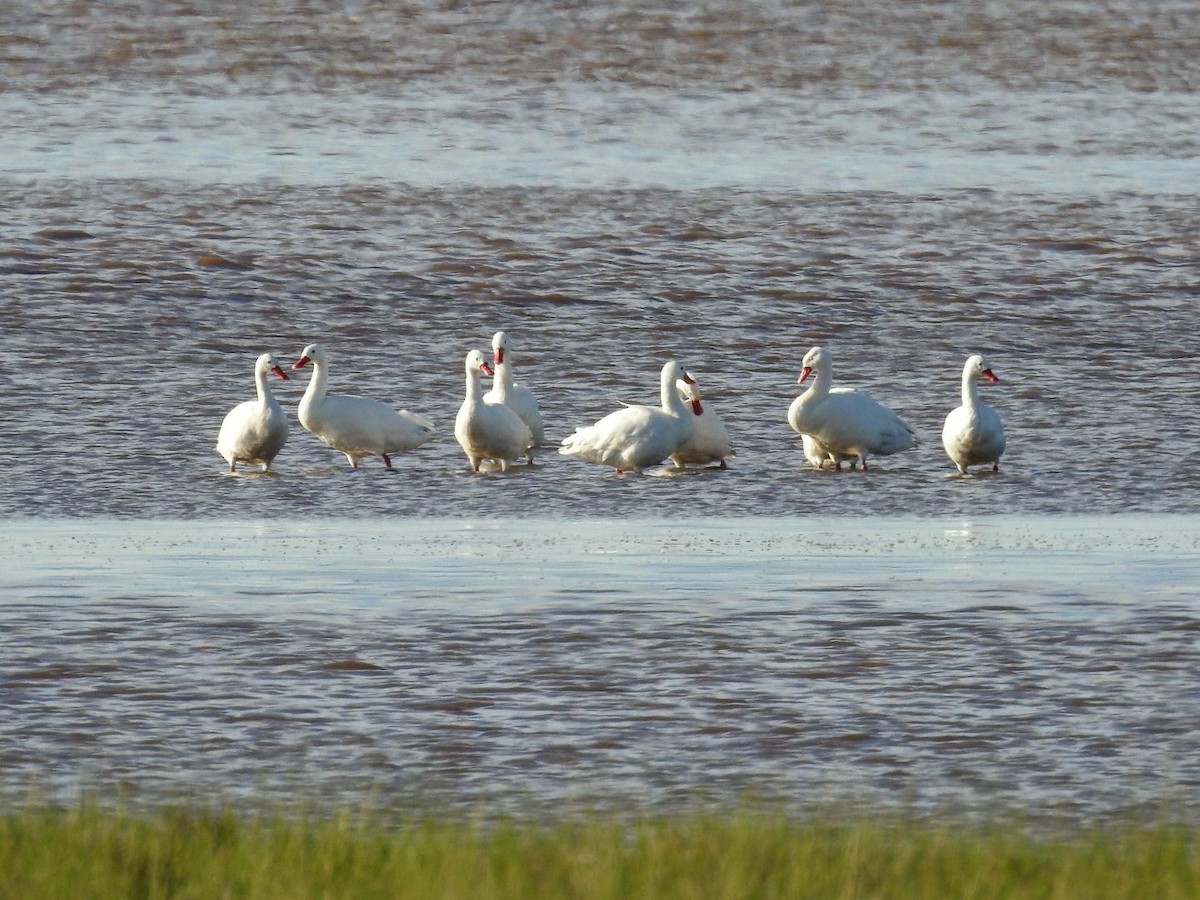 Coscoroba Swan - ML643877720
