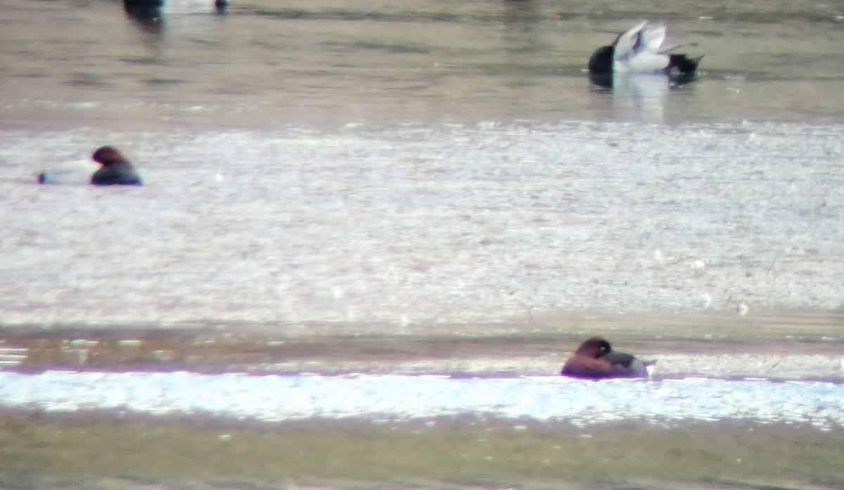 Porrón Pardo - ML643877723