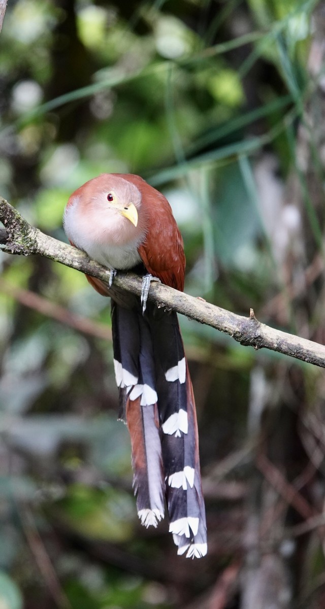 Common Squirrel-Cuckoo - ML643877730