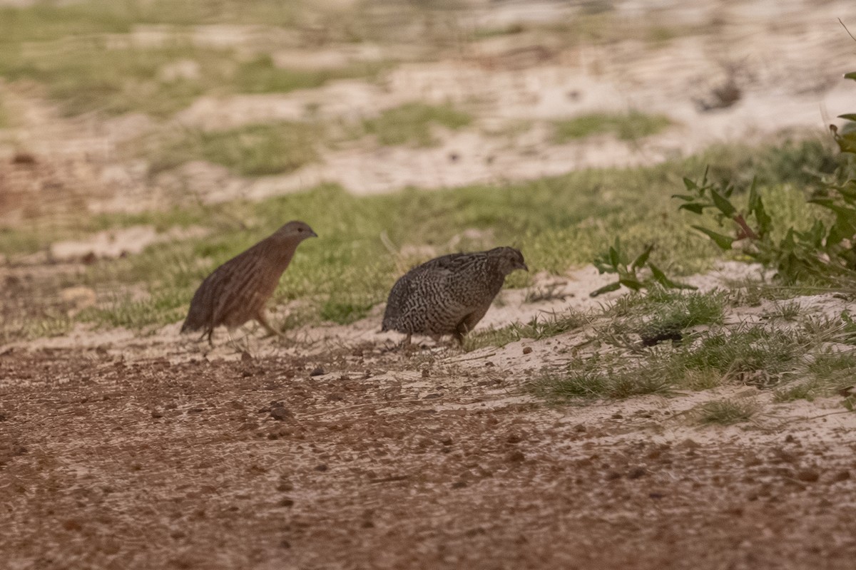 ヌマウズラ - ML643877741