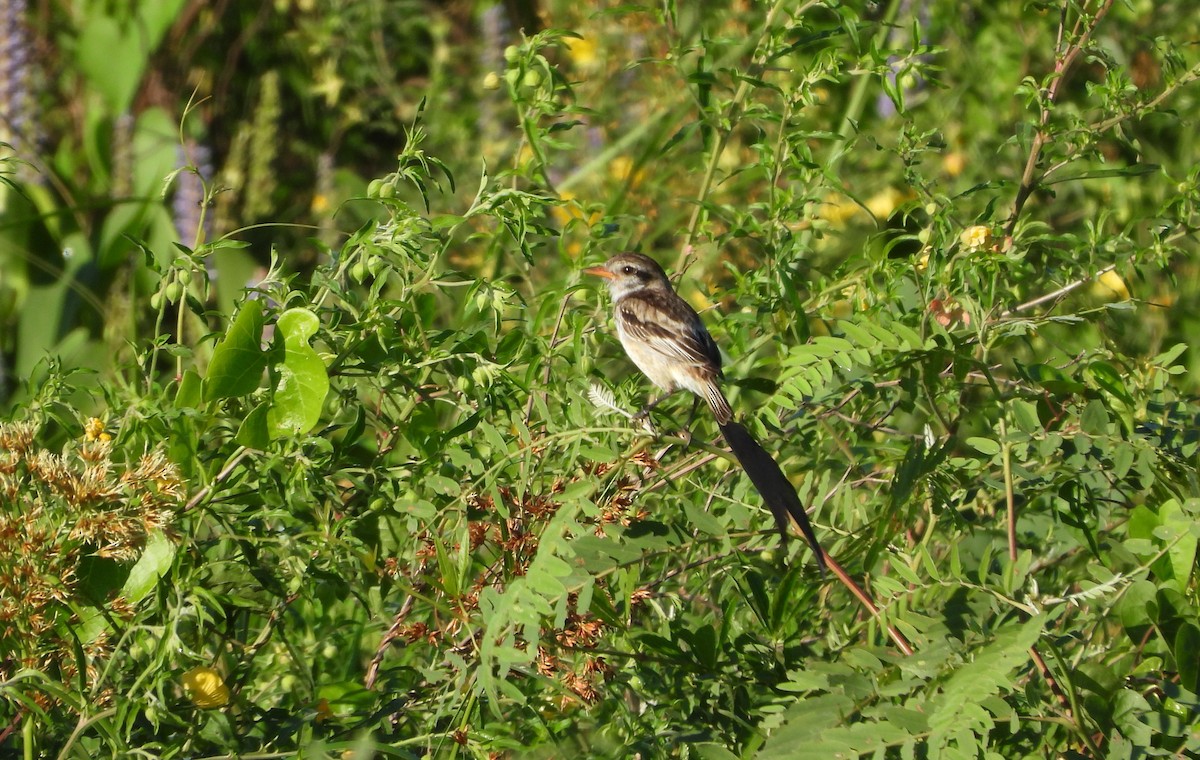 Strange-tailed Tyrant - ML643877742