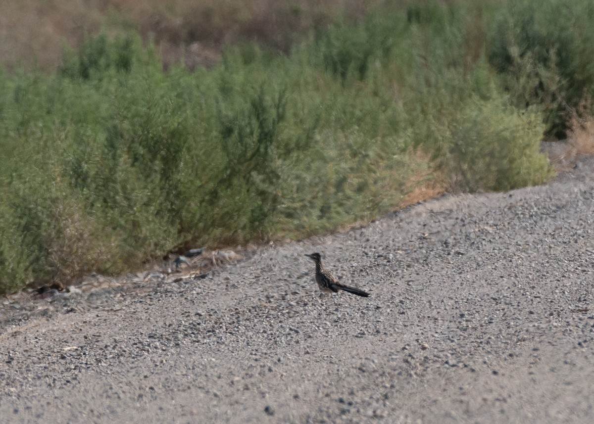 storløpegjøk - ML643877743