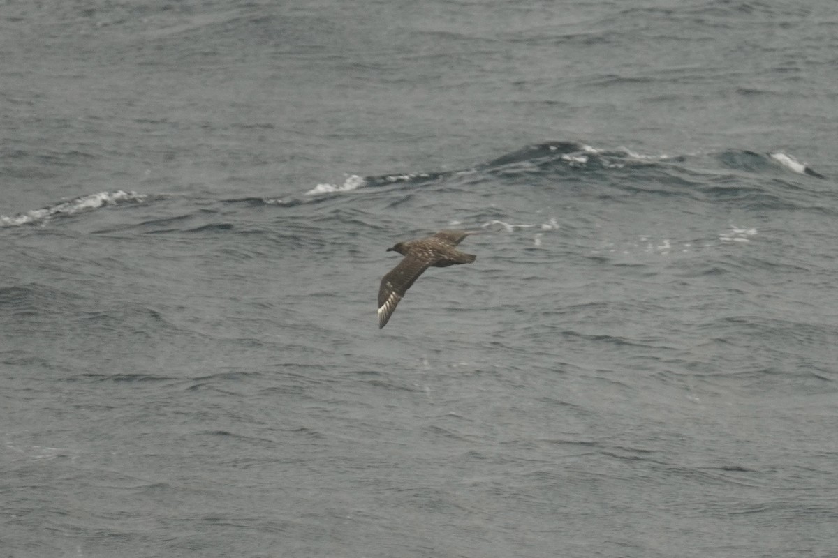 Great Skua - ML643877744