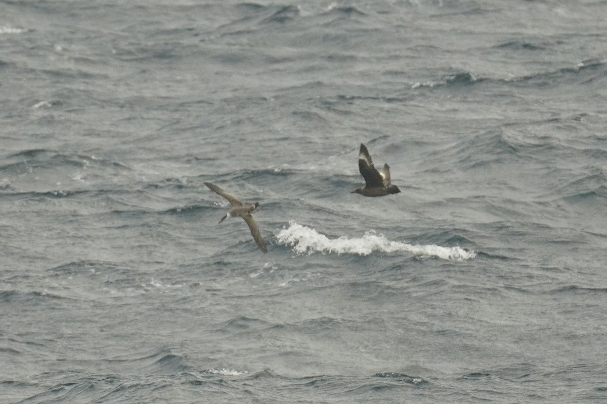 Great Skua - ML643877745
