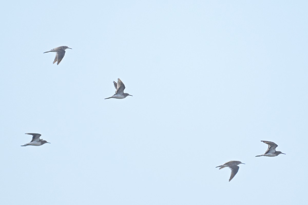 Wood Sandpiper - ML643877771