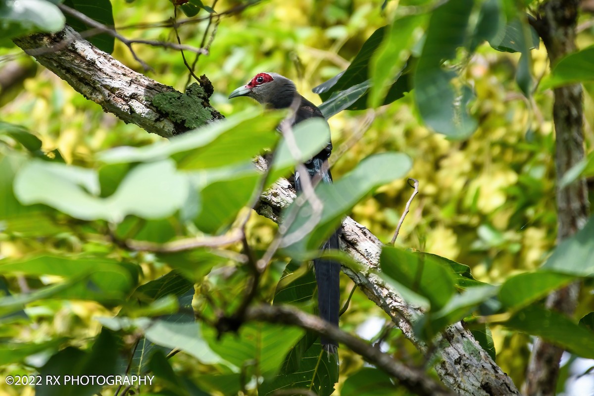 Green-billed Malkoha - ML643877794