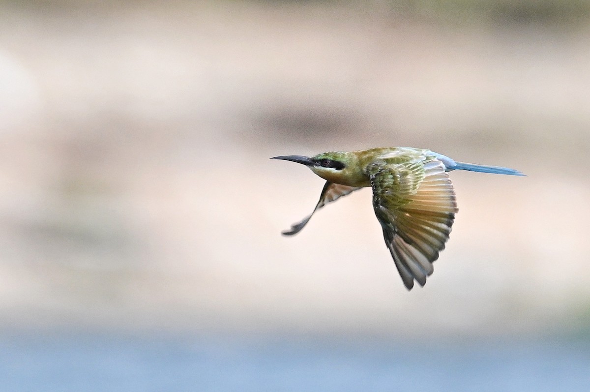 Blue-tailed Bee-eater - ML643877813