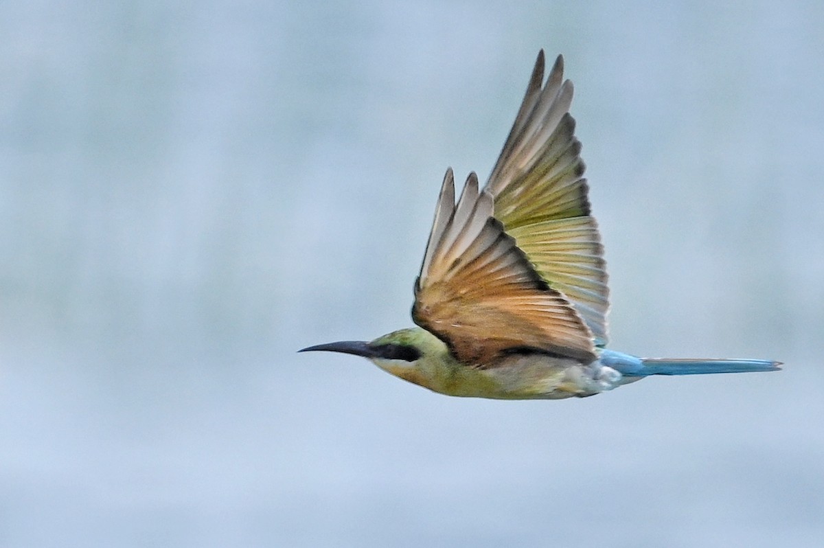 Blue-tailed Bee-eater - ML643877814