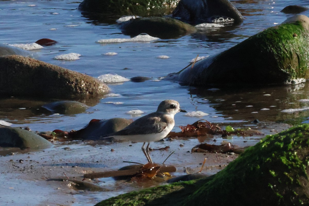 Snowy Plover - ML643877817