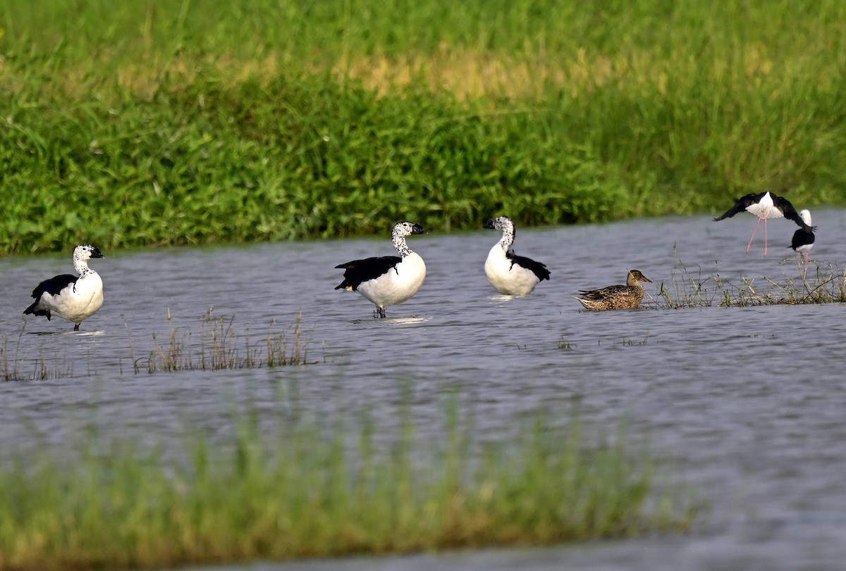 Knob-billed Duck - ML643877820
