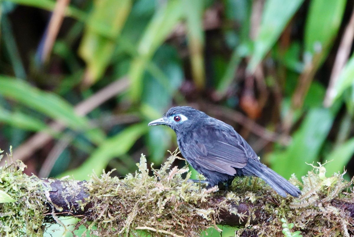 Zeledon's Antbird - ML643877830