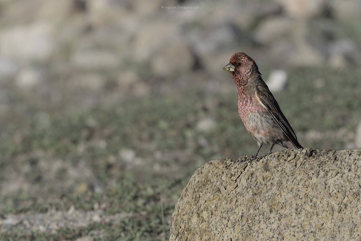 fjellrosenfink - ML643877842