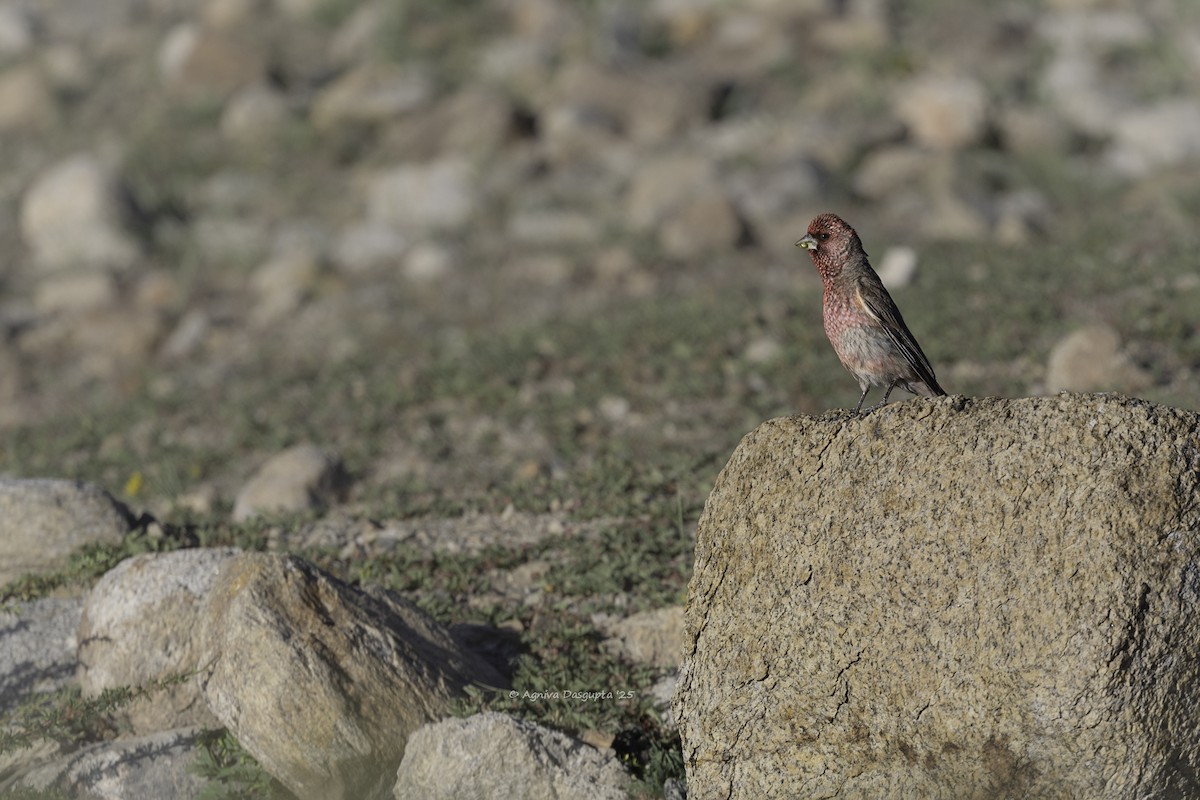 fjellrosenfink - ML643877843