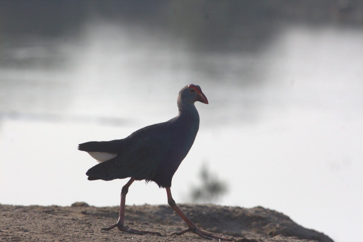 Uroilo urdin burugrisa - ML643877852