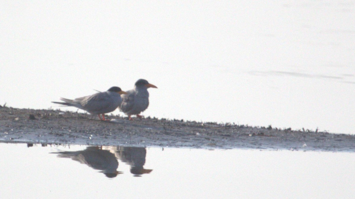 River Tern - ML643877856