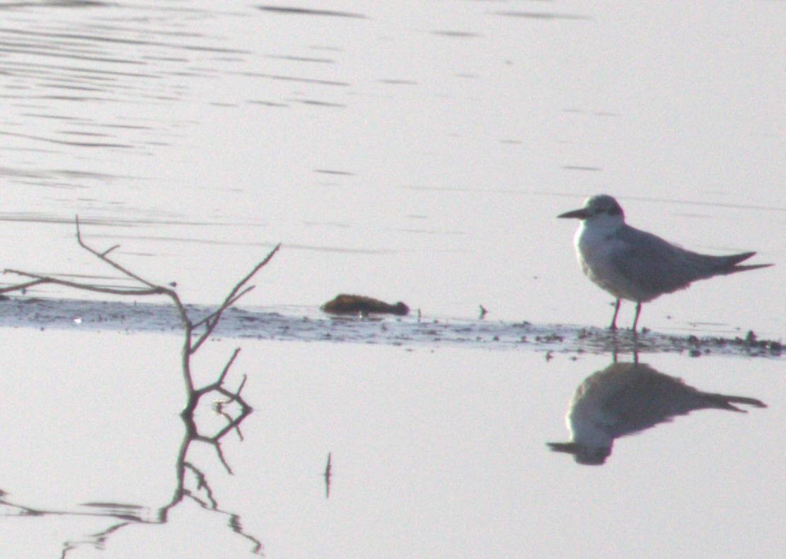 Whiskered Tern - ML643877859