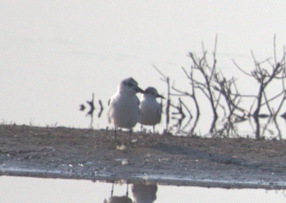Gull-billed Tern - ML643877861