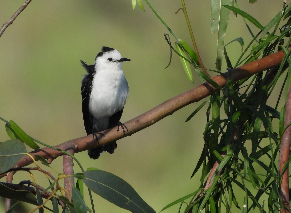 Черноспинный мухолов - ML643877864